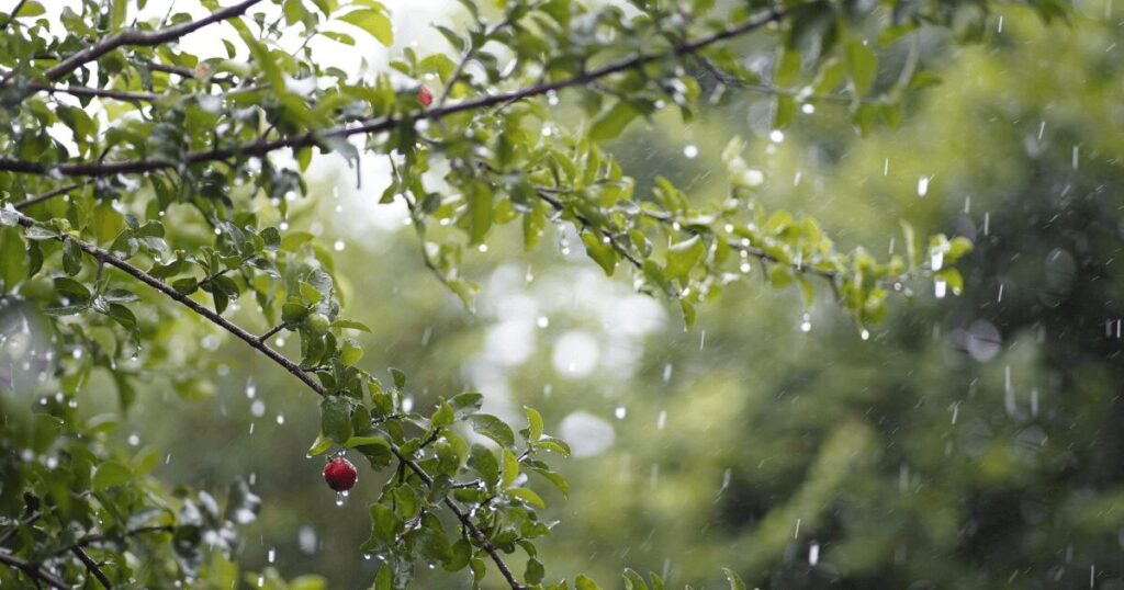 ドライの運転が推奨される湿度が高く蒸すような梅雨の時期